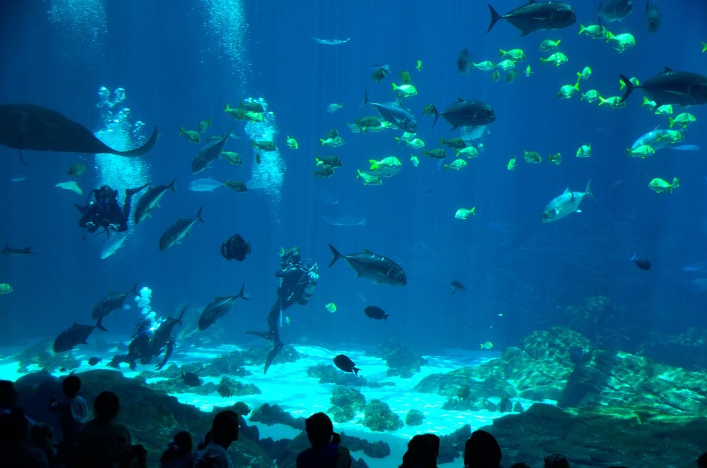 OdySea Aquarium